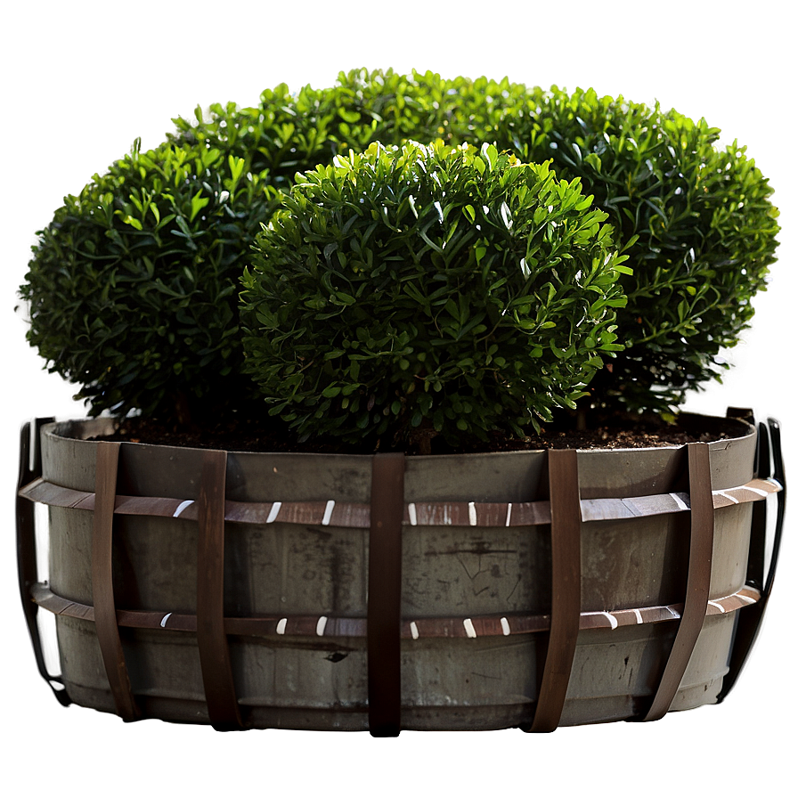 Boxwood Outdoor Png 1