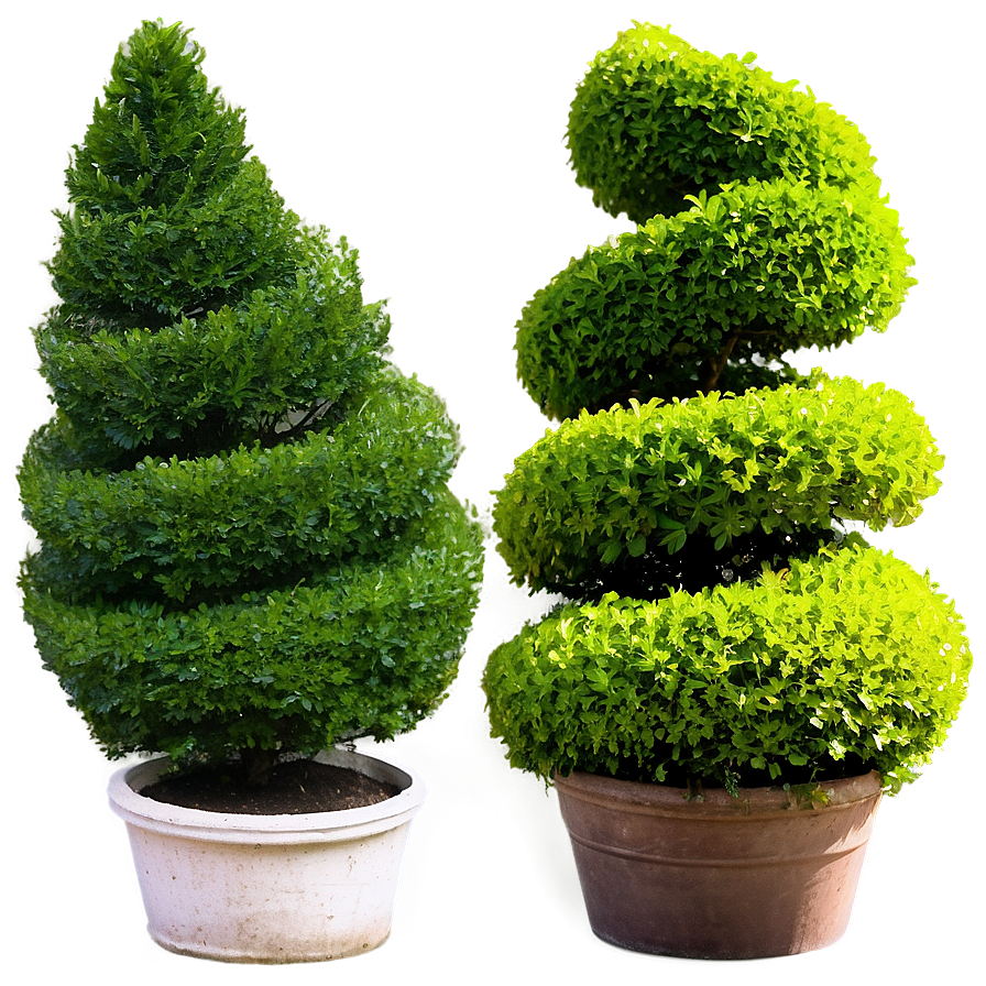 Boxwood Spiral Topiary Png Vci