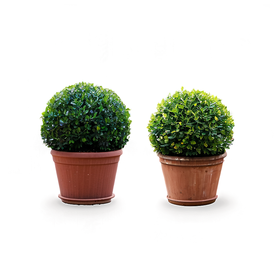 Boxwood Topiary Png Mok71