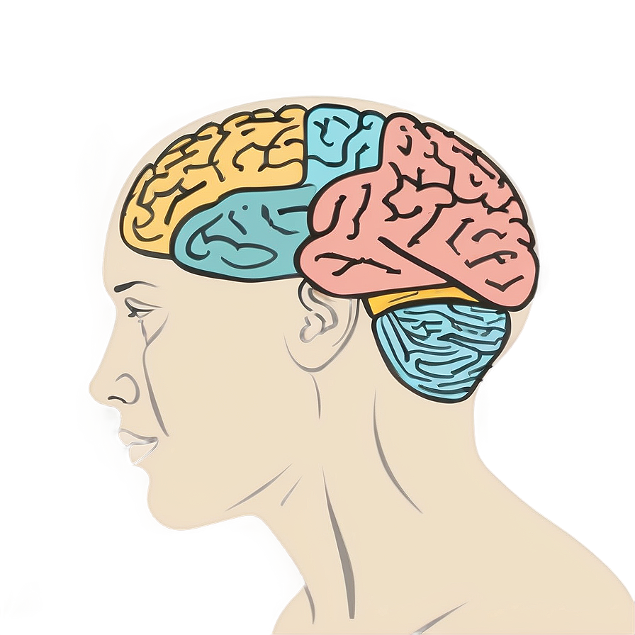 Brain Drawing Outline Png 06272024