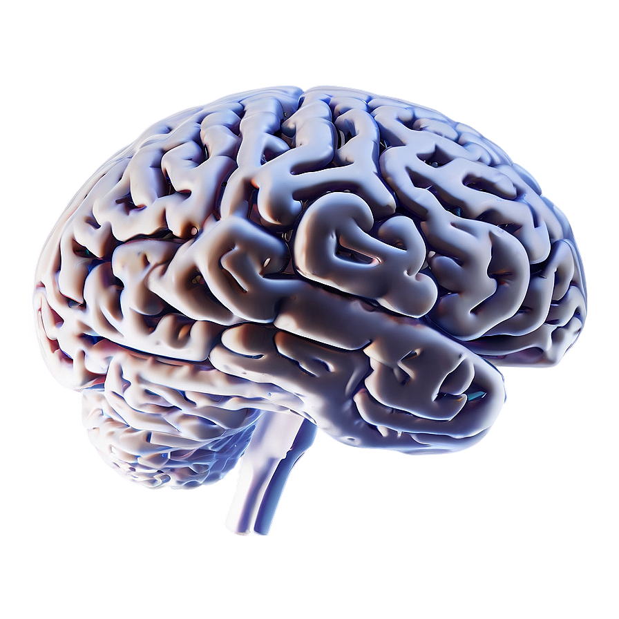 Brain Outline For Study Png Pgh89