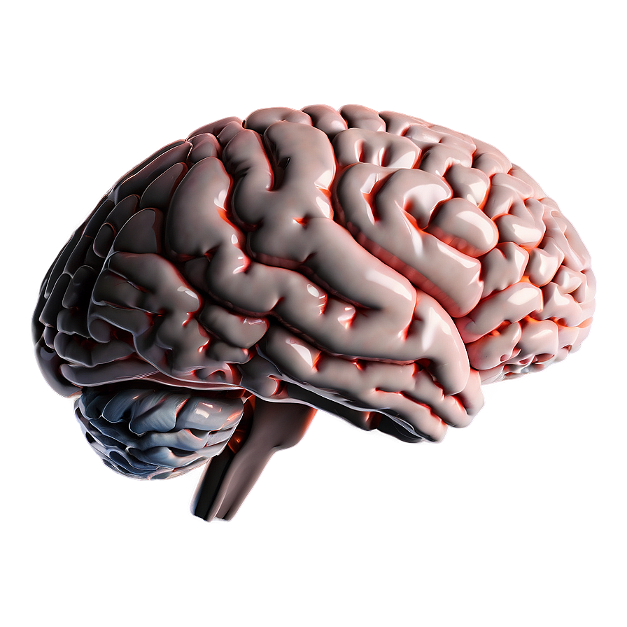 Brain Side View Png 29