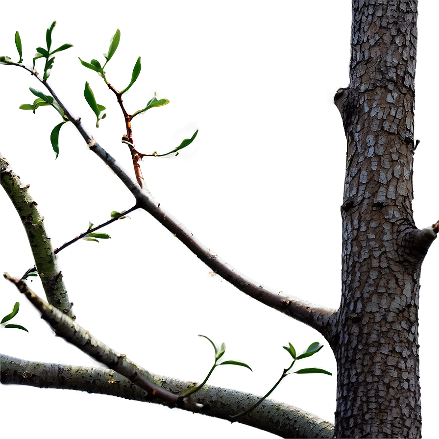 Branches Frame Png 56