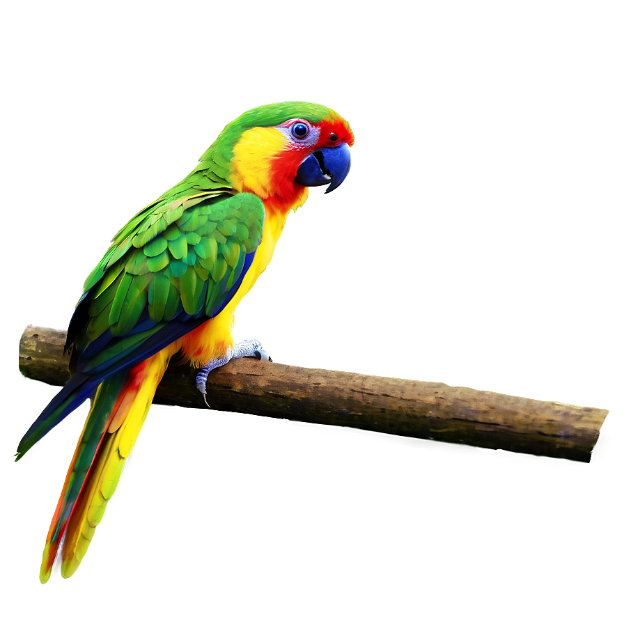 Brazil Tropical Parrot Png 06112024