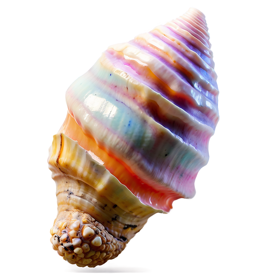 Bright Conch Shell Png Ilj