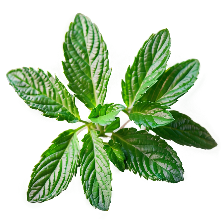 Bright Mint Leaves Png Nwl