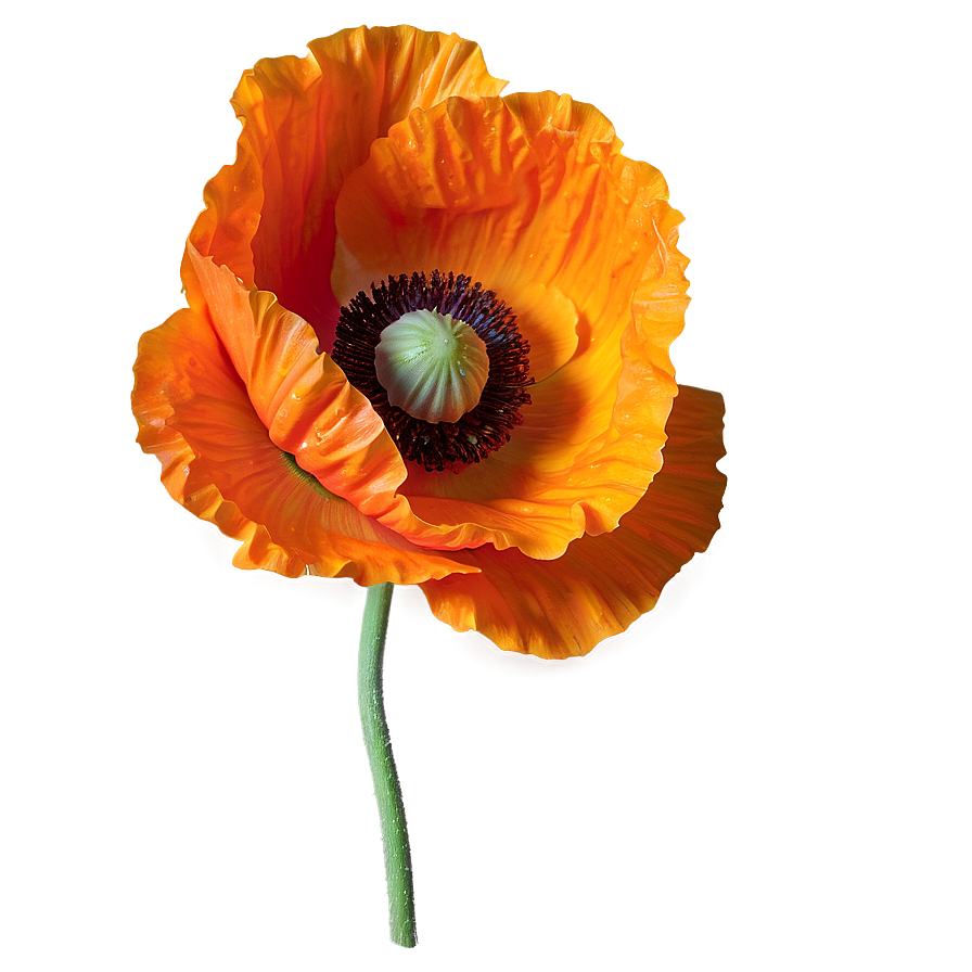 Bright Orange Poppy Png 76