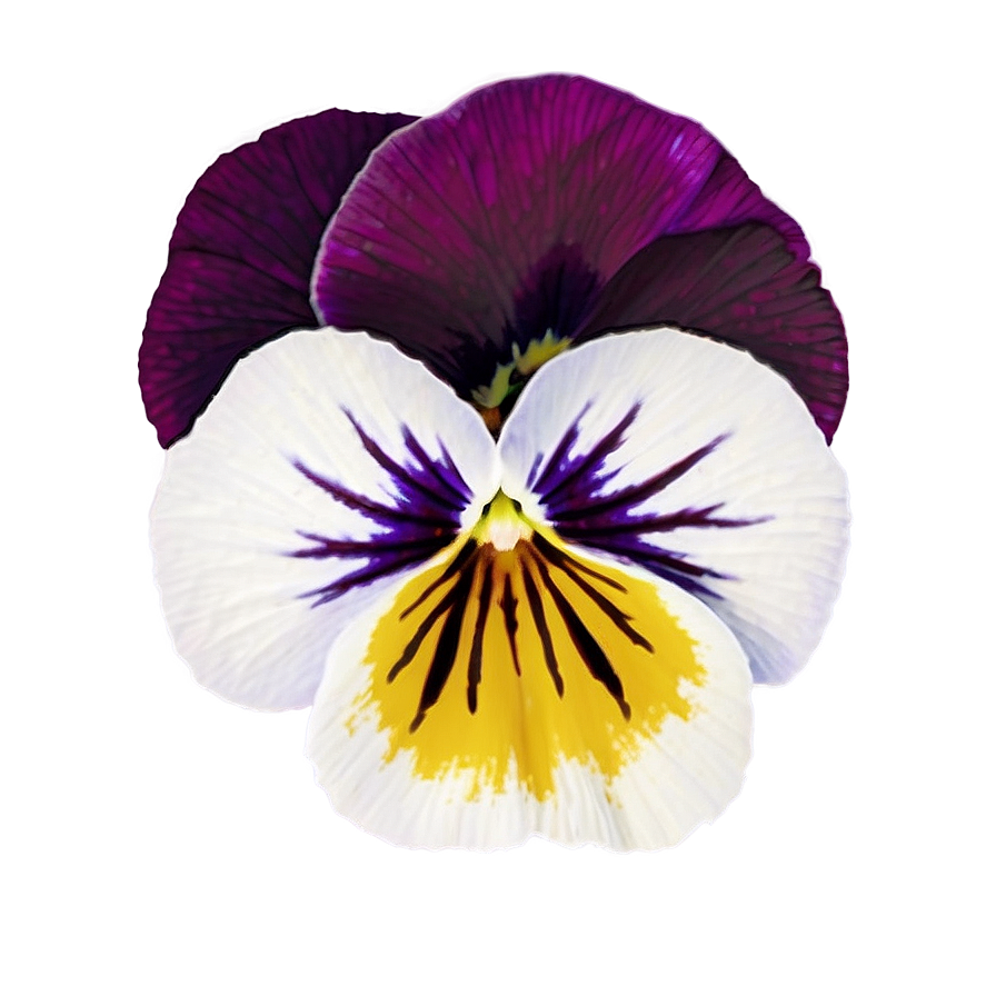 Bright Pansy Png Mxg