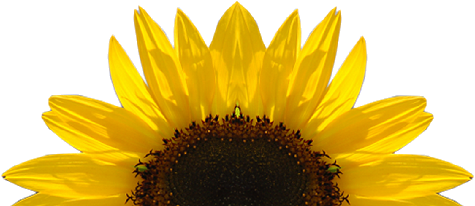 Bright Sunflower Clipart