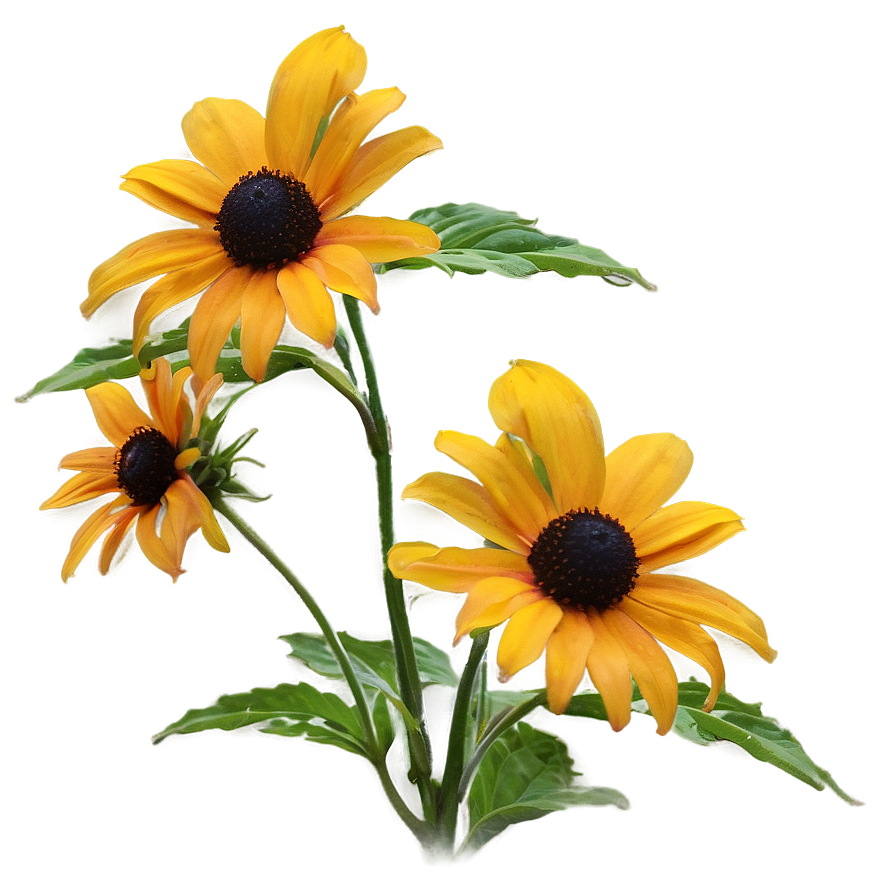 Bright Yellow Black Eyed Susan Png Nla