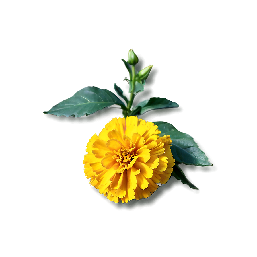 Bright Yellow Marigold Png Aak15