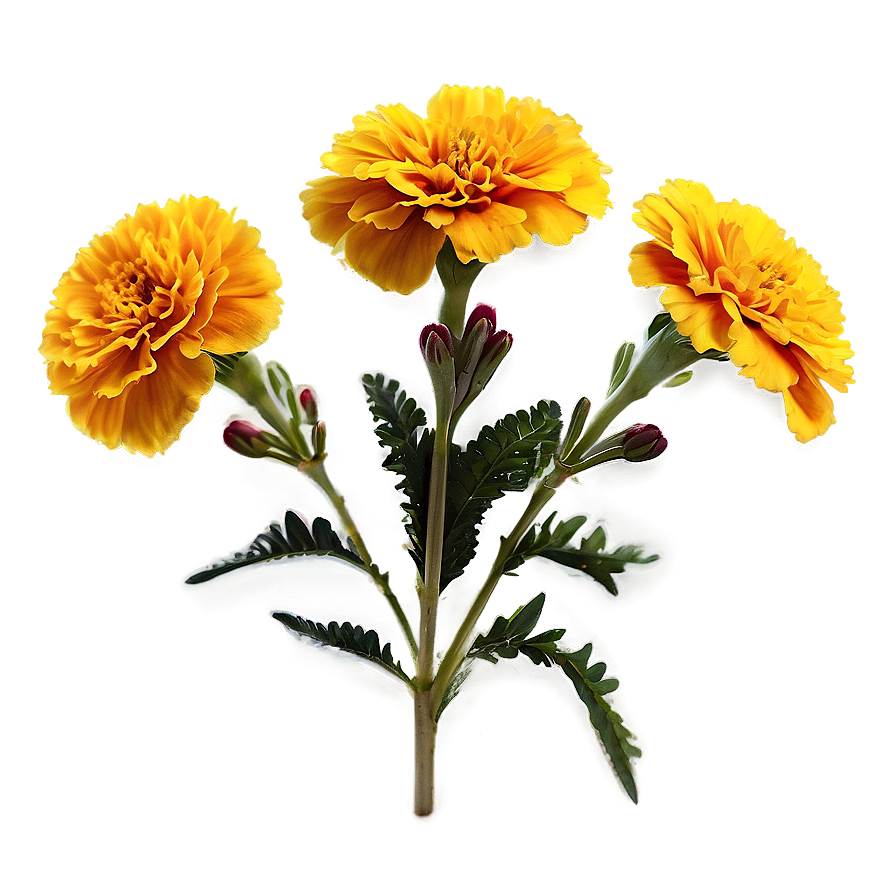 Bright Yellow Marigold Png Jfh5