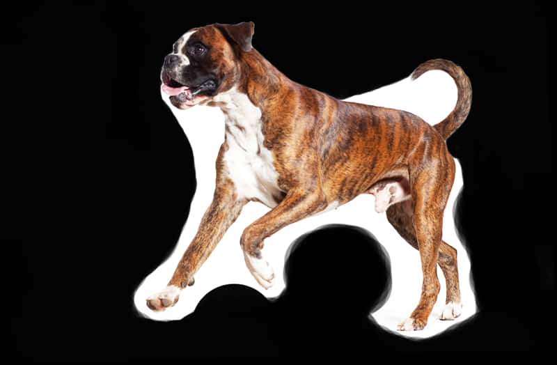 Brindle Boxer Dog Standing