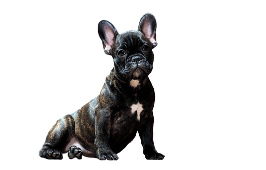 Brindle French Bulldog Puppy Black Background