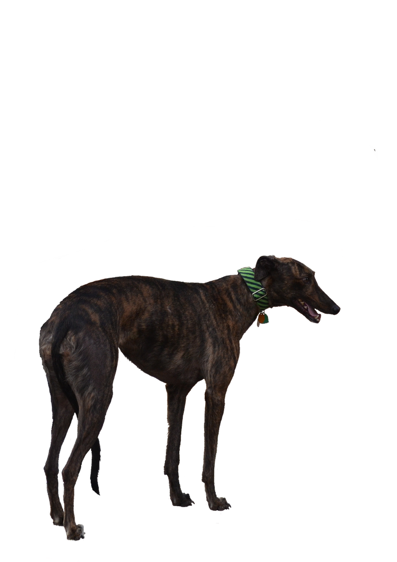 Brindle Greyhound Standing