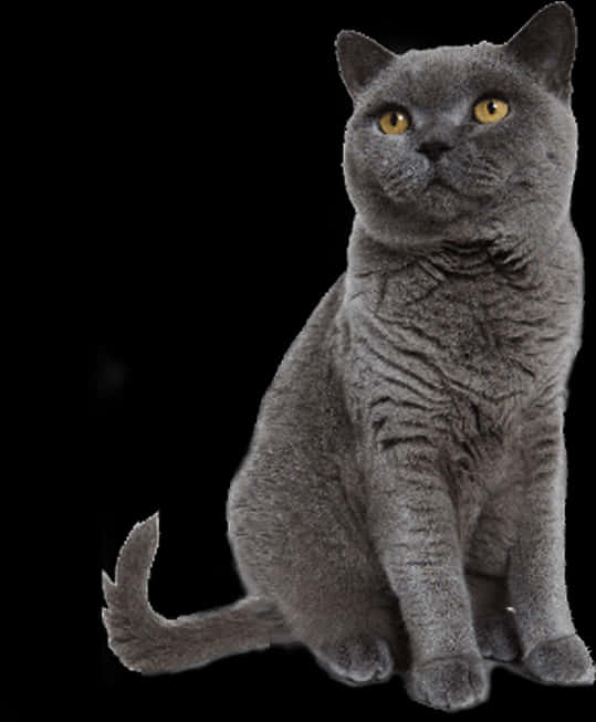 British Shorthair Cat Portrait