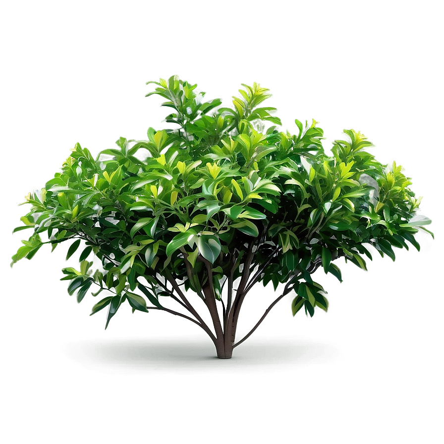 Broadleaf Bush Png 77