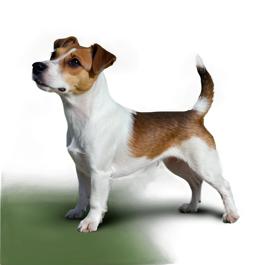 Brown And White Jack Russell Png 31