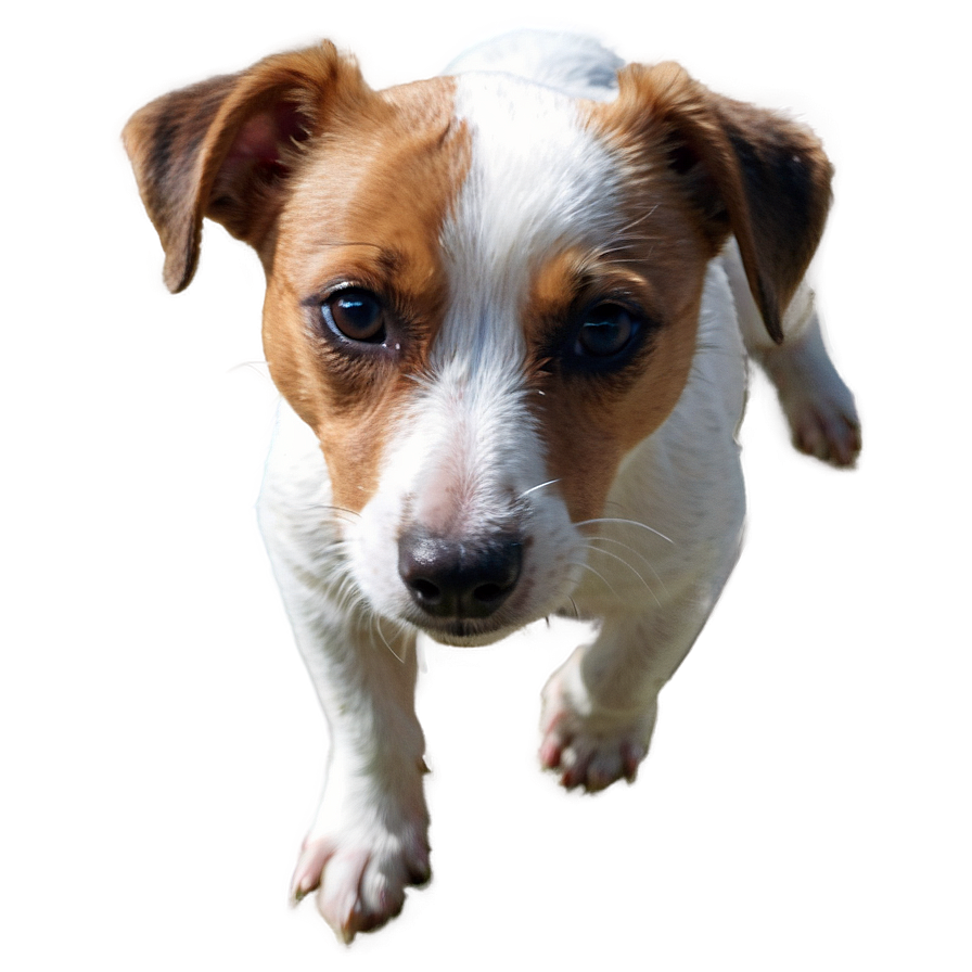 Brown And White Jack Russell Png Ego