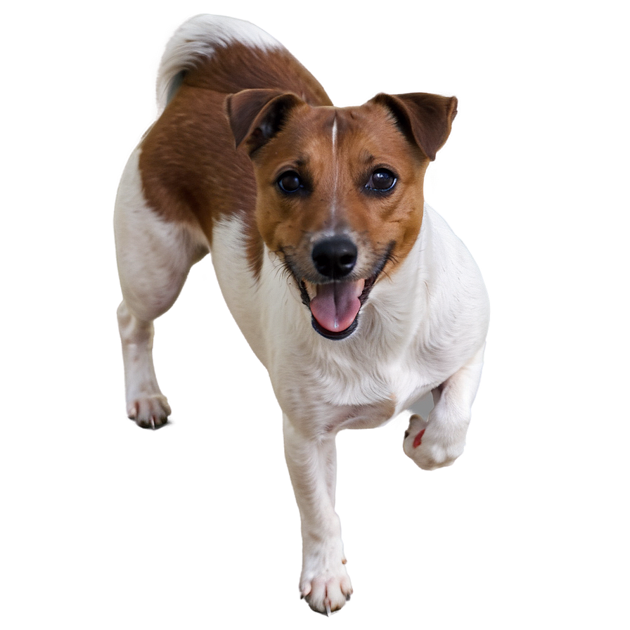 Brown And White Jack Russell Png Klt