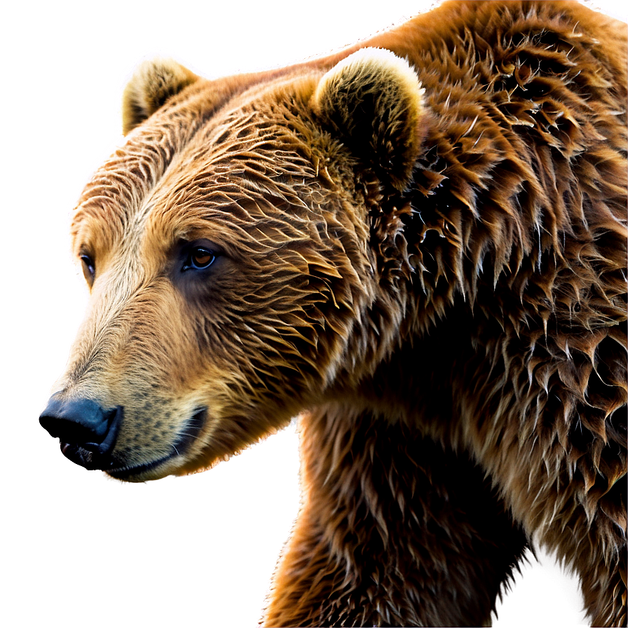 Brown Bear Png Auf