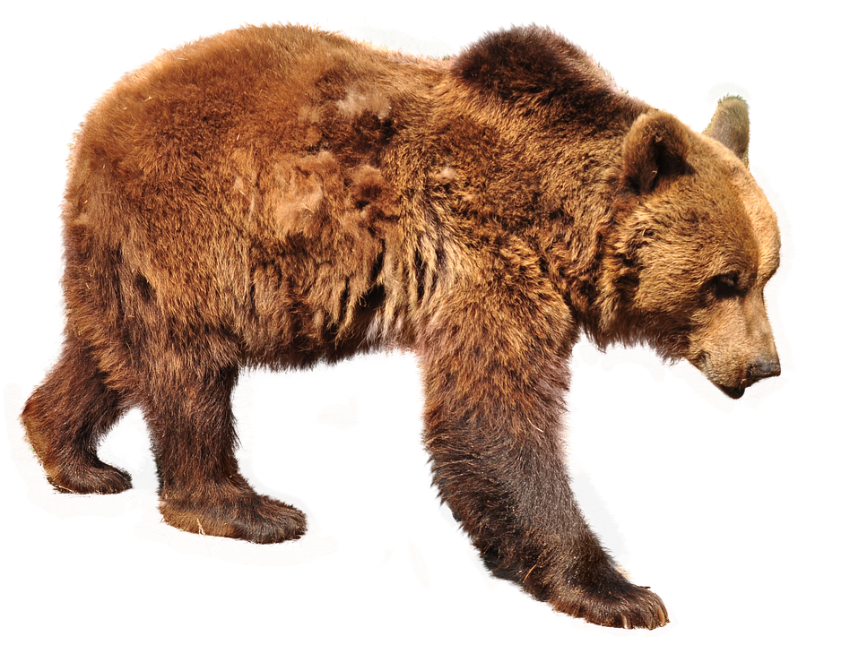 Brown Bear Walking Transparent Background