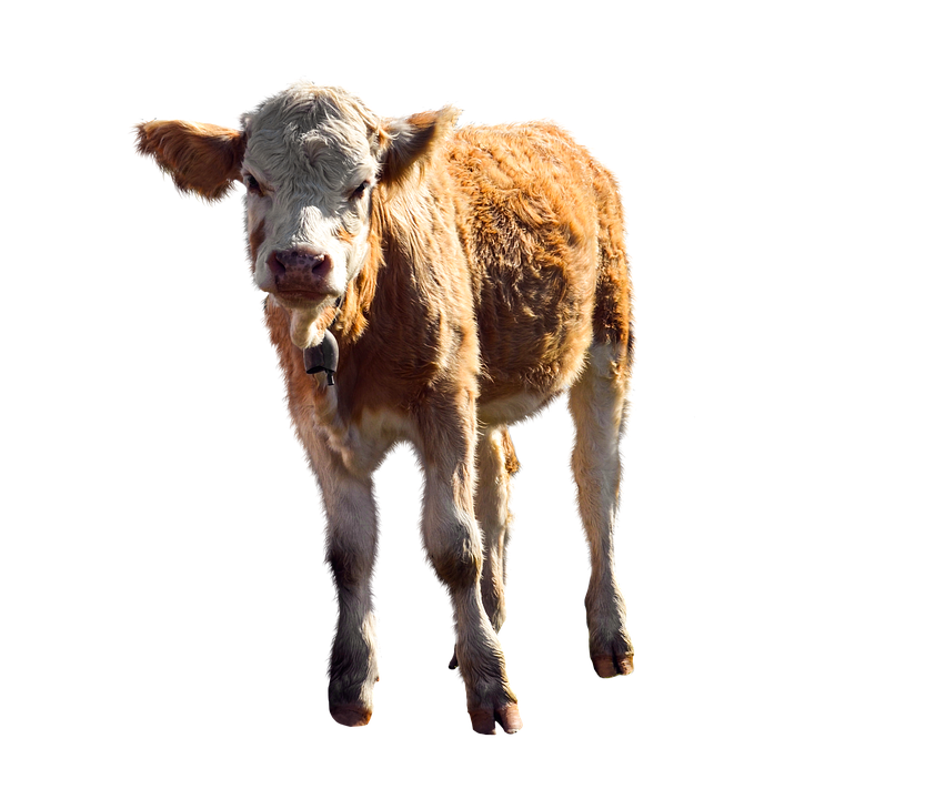 Brown Calf Standing Isolated Background