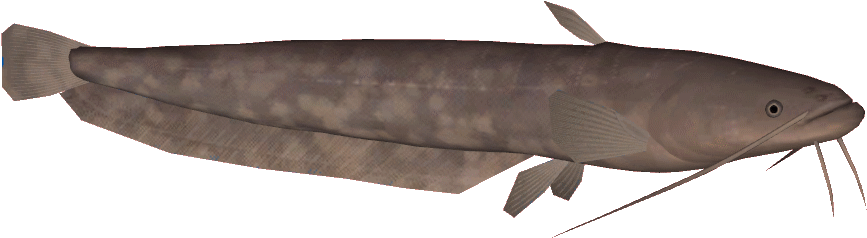 Brown Catfish Illustration