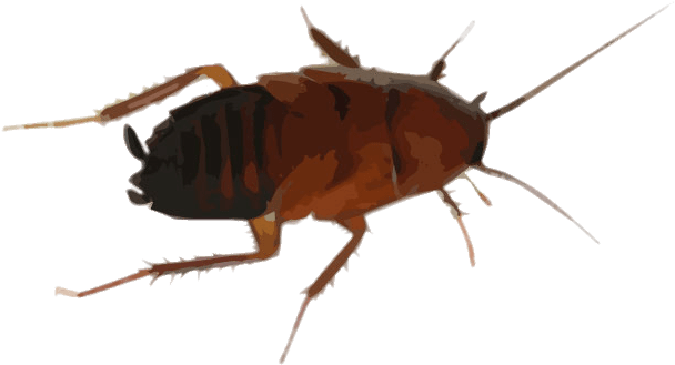 Brown Cockroach Illustration