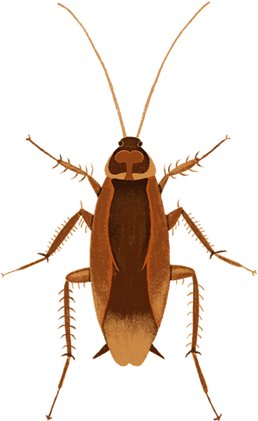 Brown Cockroach Illustration