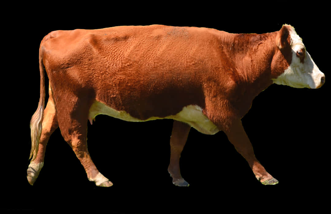 Brown Cow Isolatedon Black Background