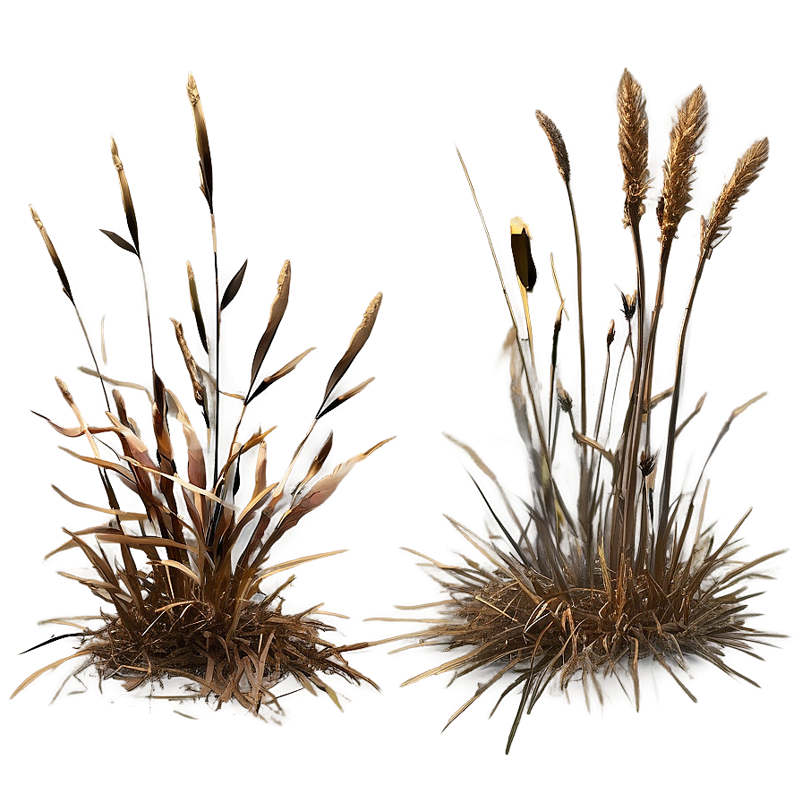 Brown Dead Grass Png 06282024