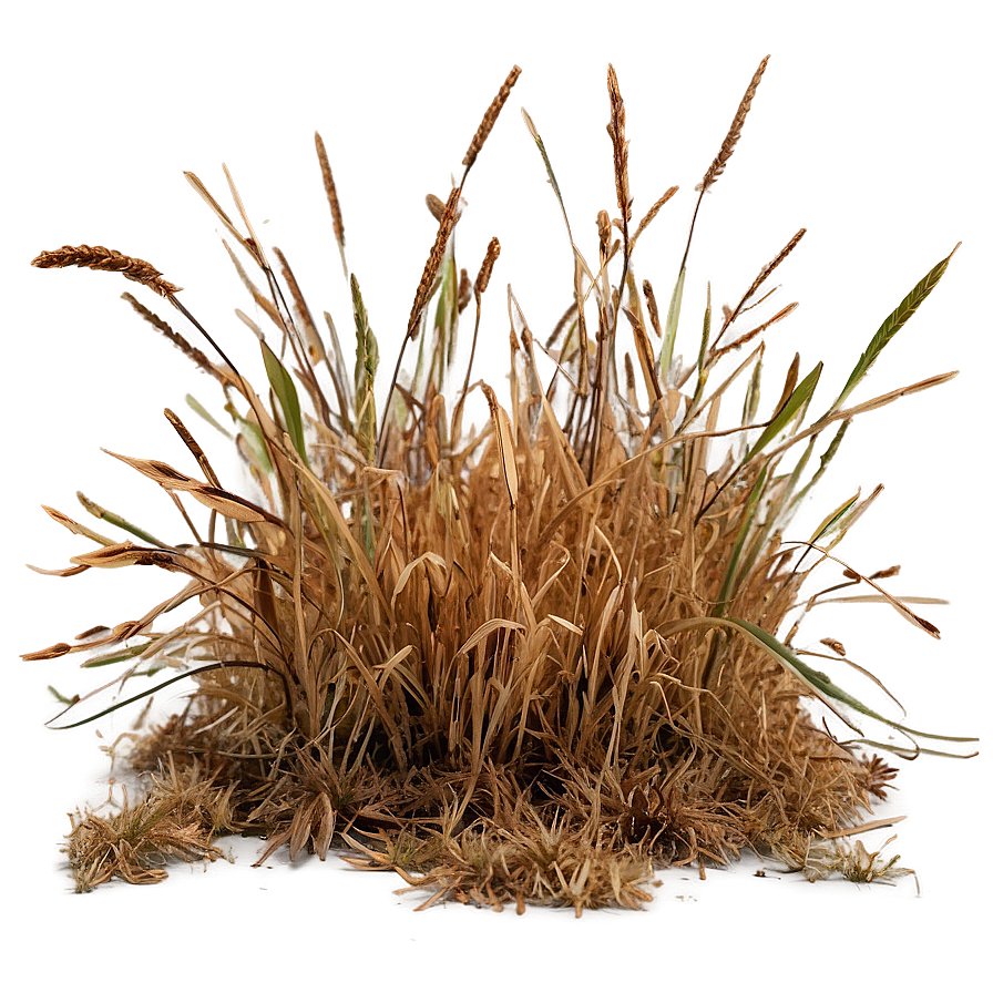 Brown Dead Grass Png Syu48