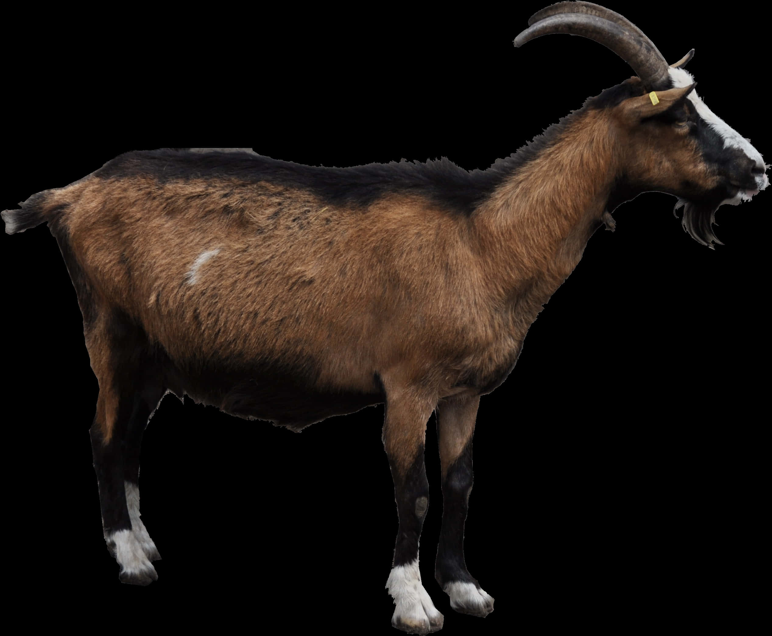 Brown Goat Black Background