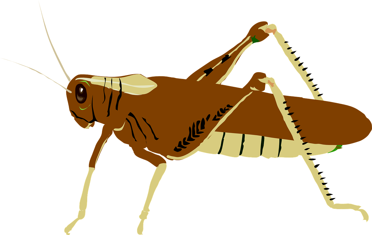 Brown Grasshopper Illustration