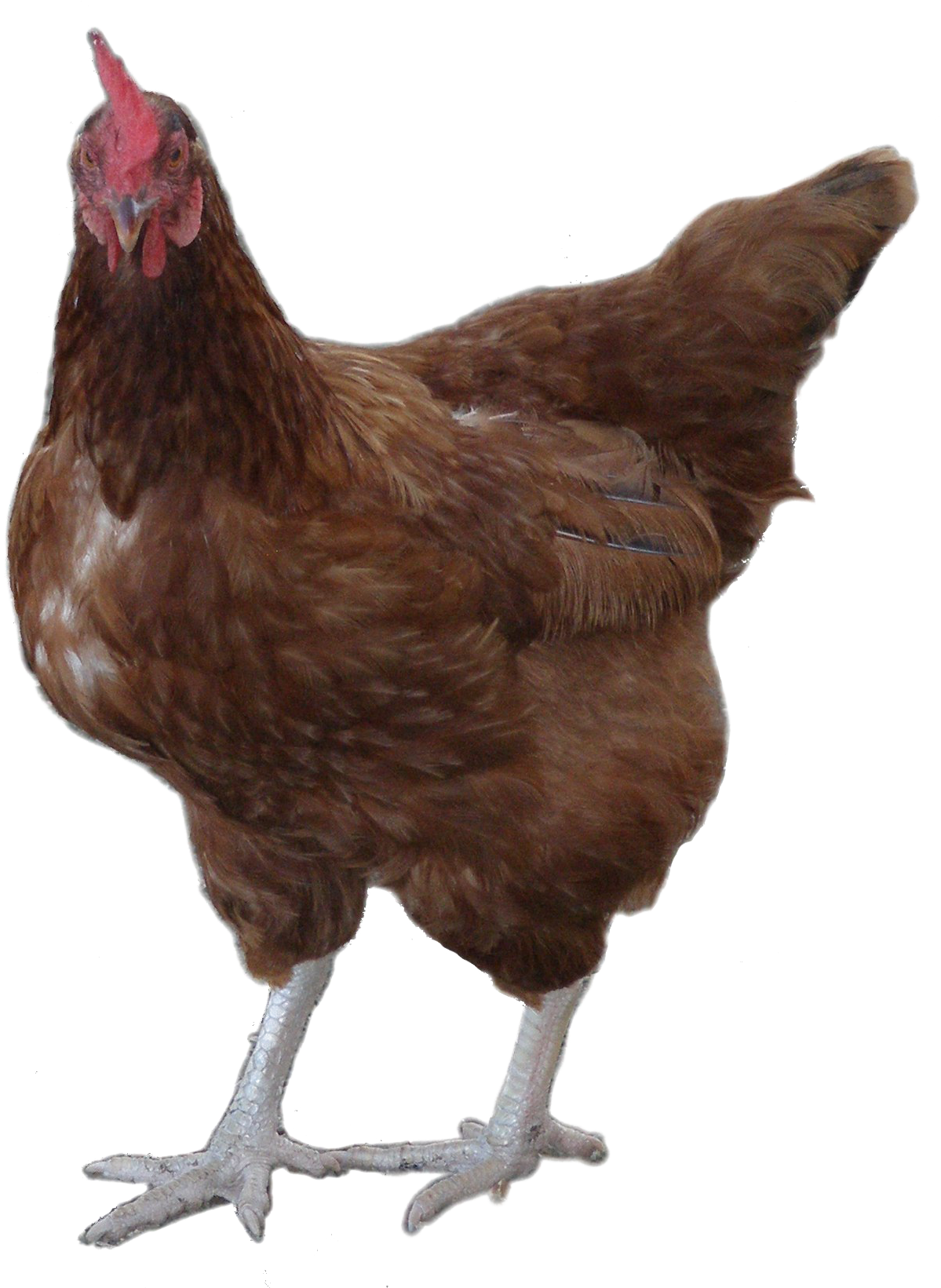 Brown Hen Standing Transparent Background