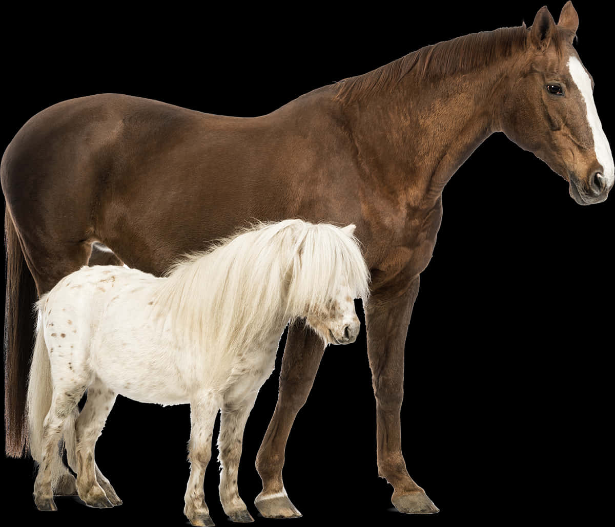 Brown Horseand White Pony