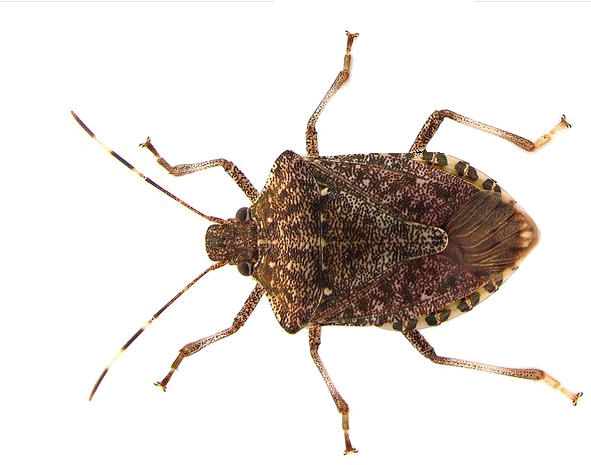 Brown Marmorated Stink Bug