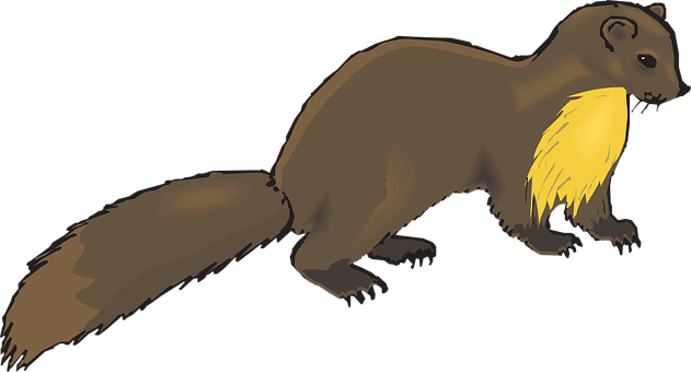 Brown Marten Illustration