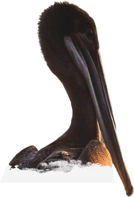 Brown Pelican Portrait