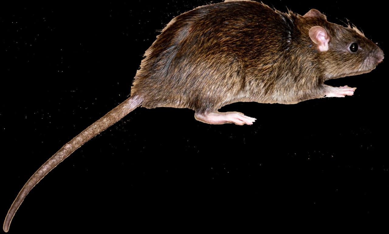 Brown Rat Black Background