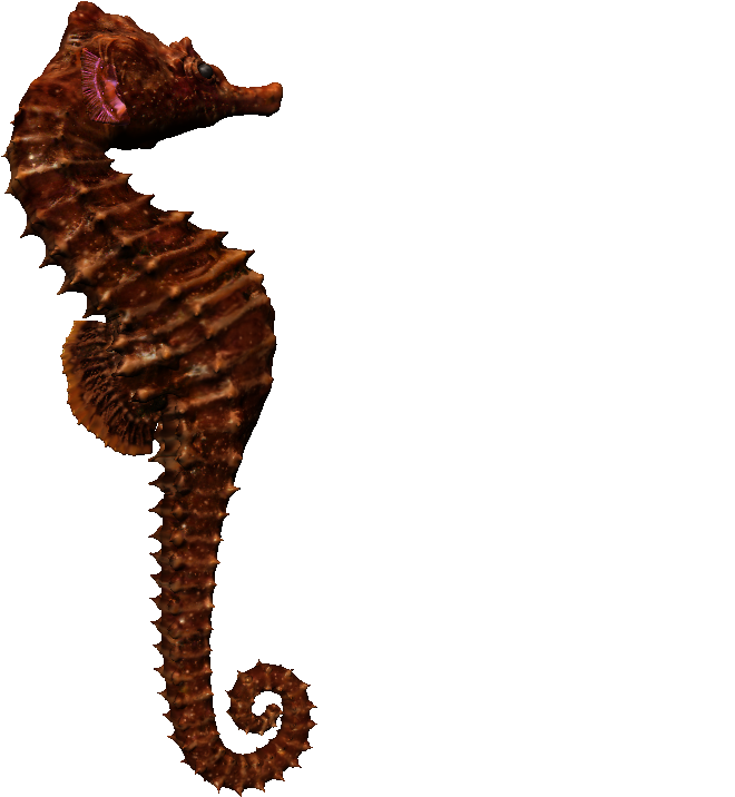 Brown Seahorse Profile