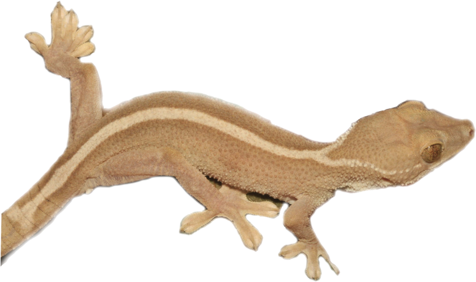 Brown Striped Gecko Isolated