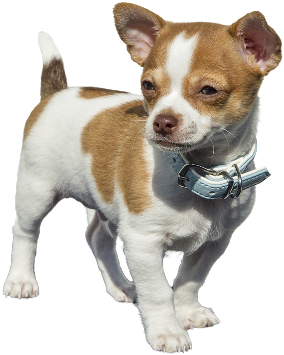 Brown White Chihuahua Puppy Blue Collar