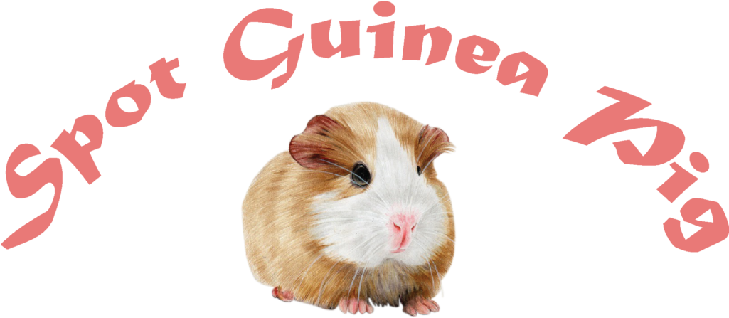 Brown White Guinea Pig