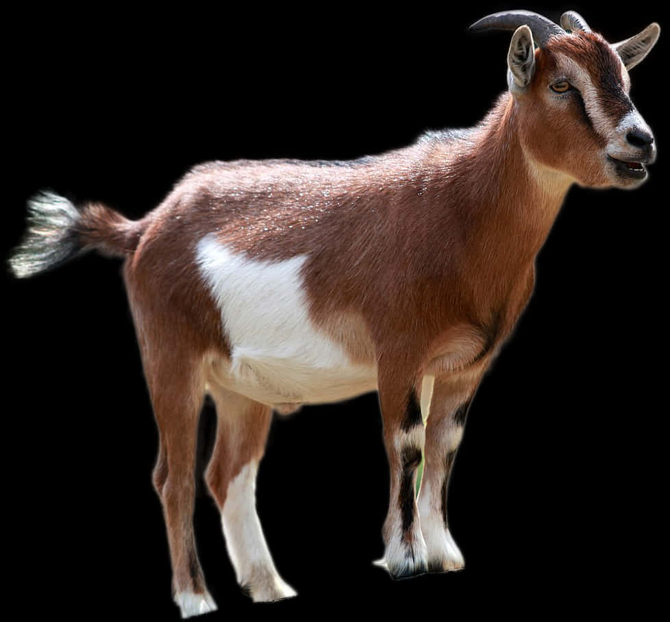 Brownand White Goat Isolatedon Black