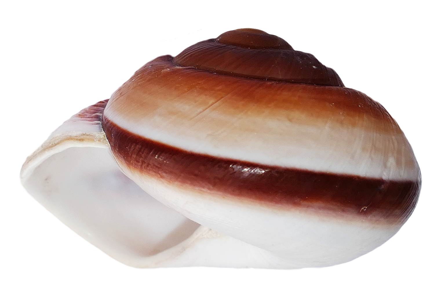 Brownand White Sea Shell