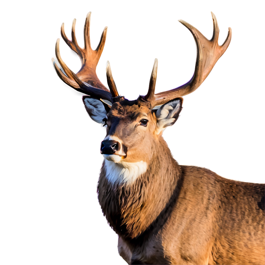 Buck With Majestic Rack Png Gon