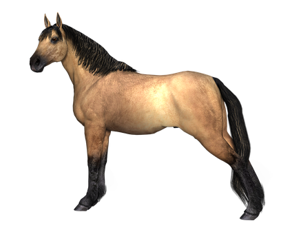 Buckskin Horse Black Background