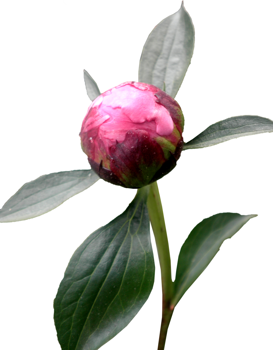 Budding Peony Flower